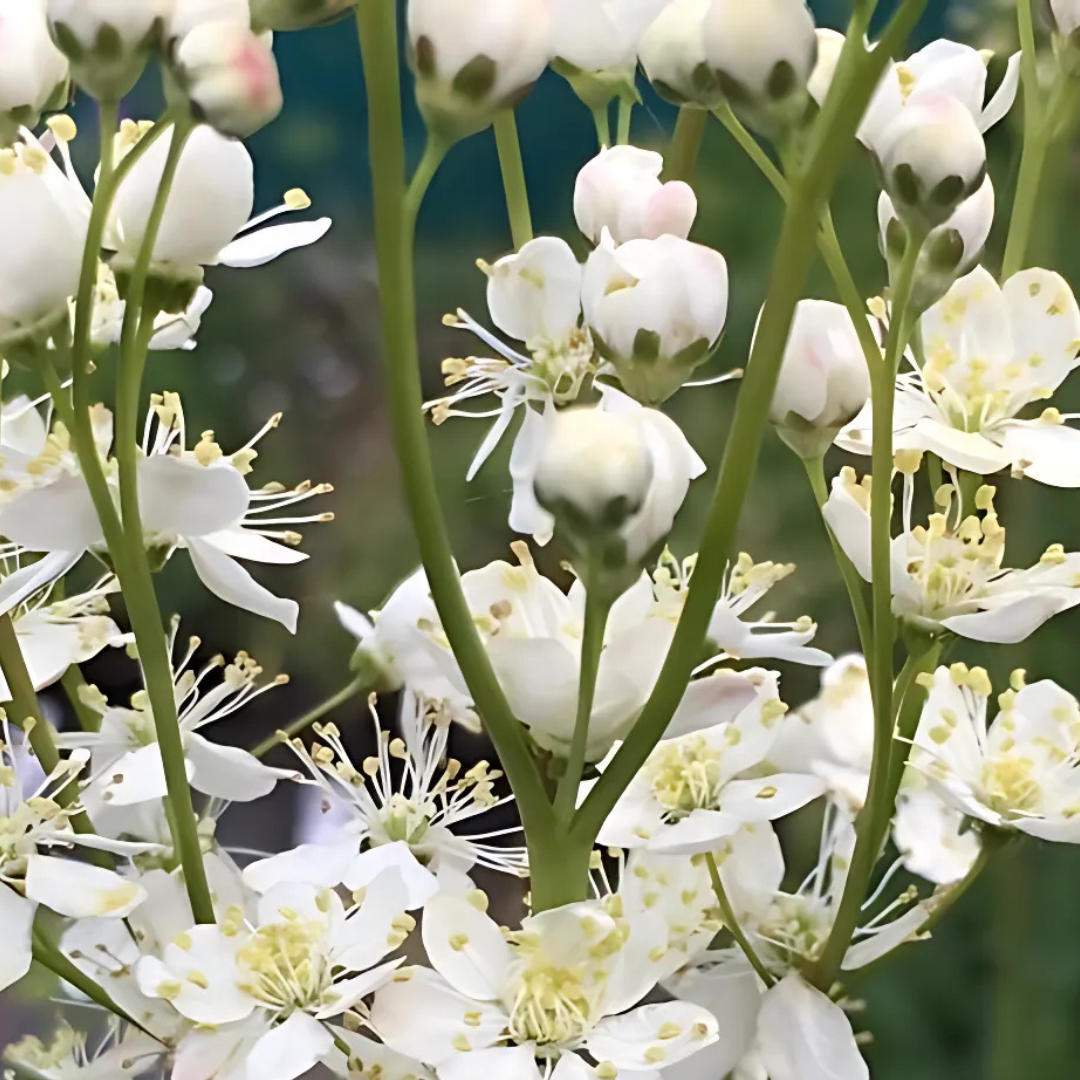 Dropwort