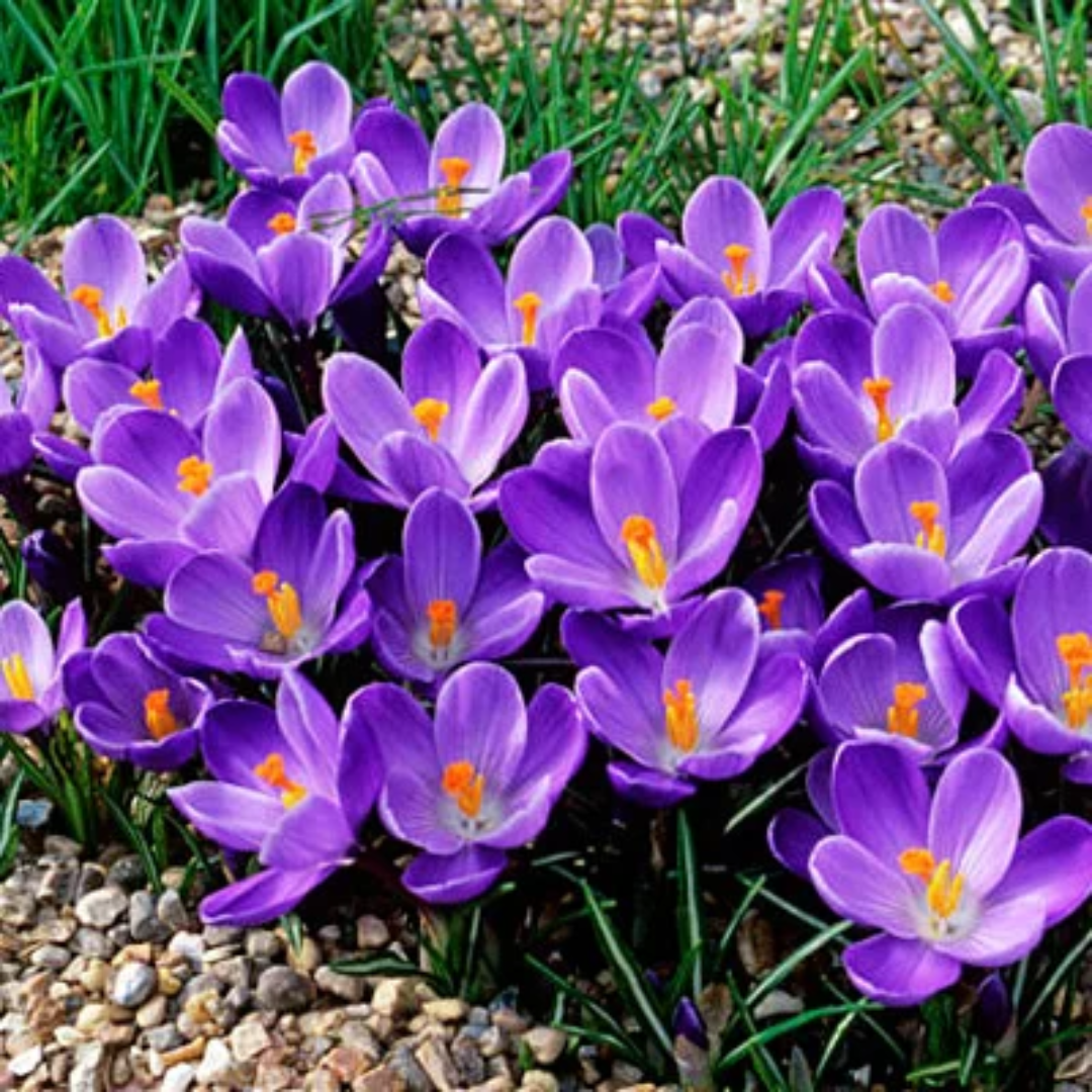 Dutch_Crocus