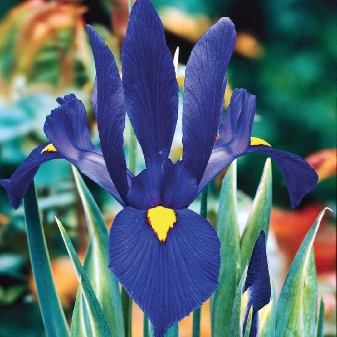 Dutch_Iris