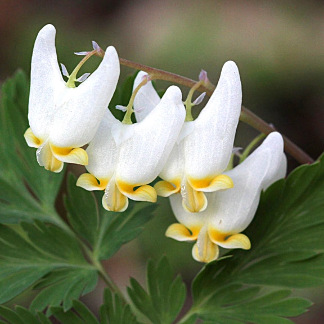 Dutchmans_Breeches