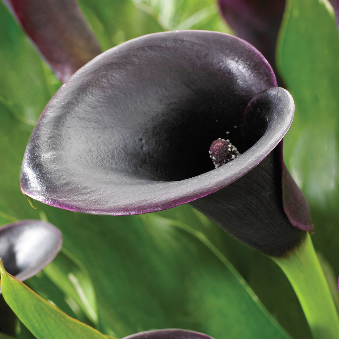 Dwarf_Calla_Lily