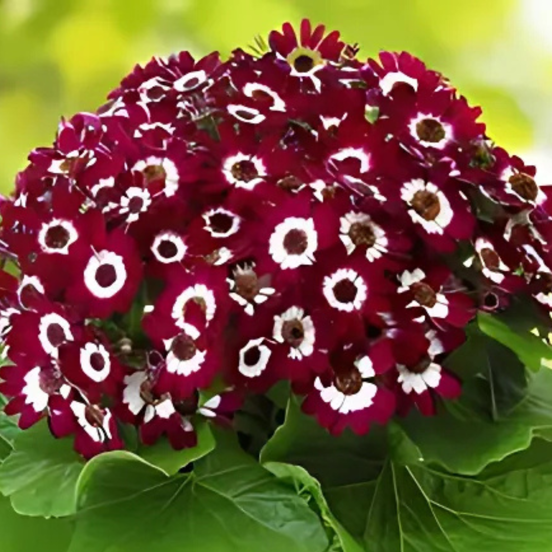 Dwarf_Cineraria