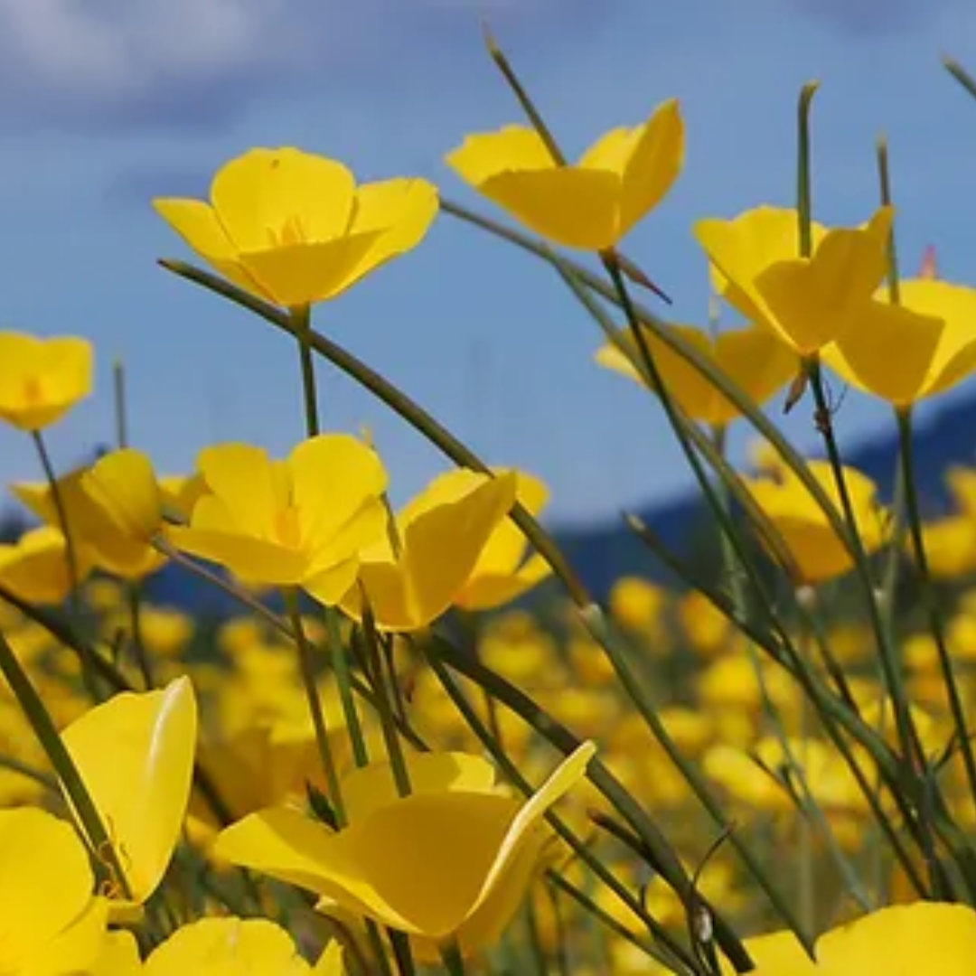 Dwarf_Poppy