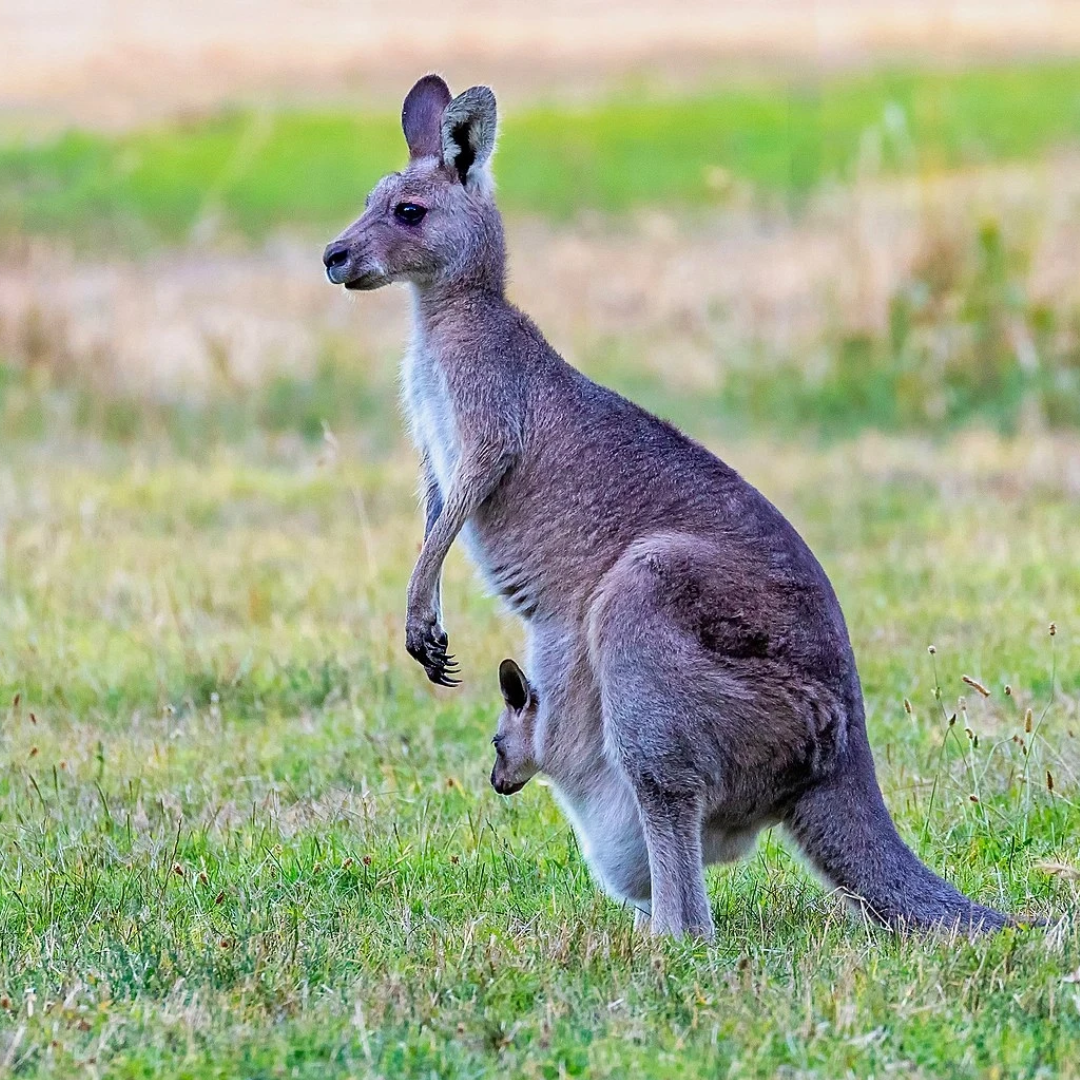 Eastern_Grey_Kangaroo