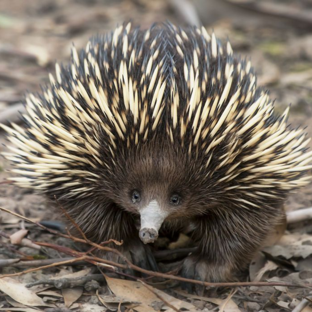 Echidna