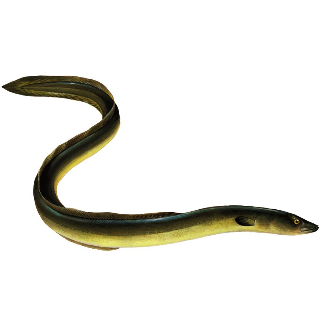 Eel