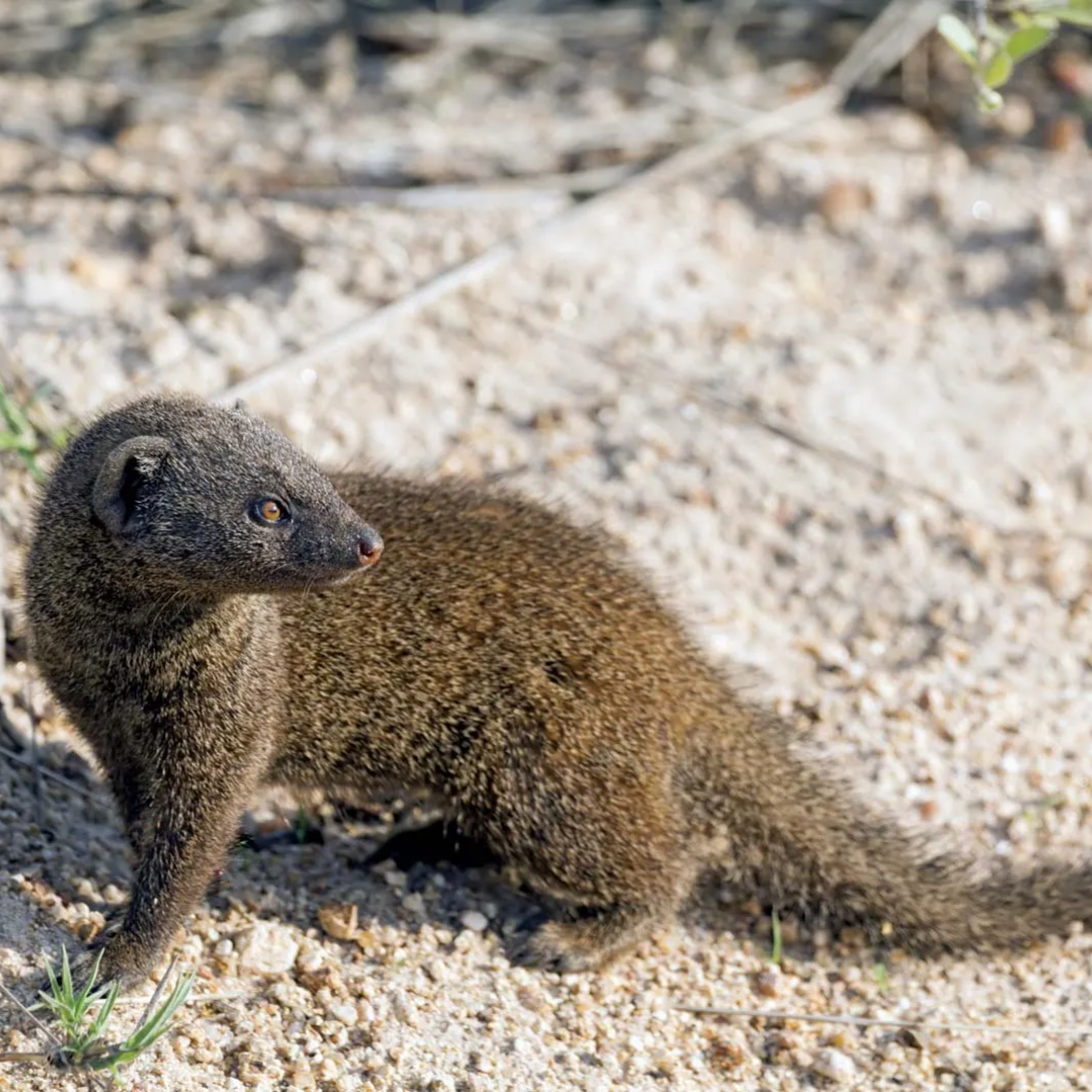 Egyptian_Mongoose