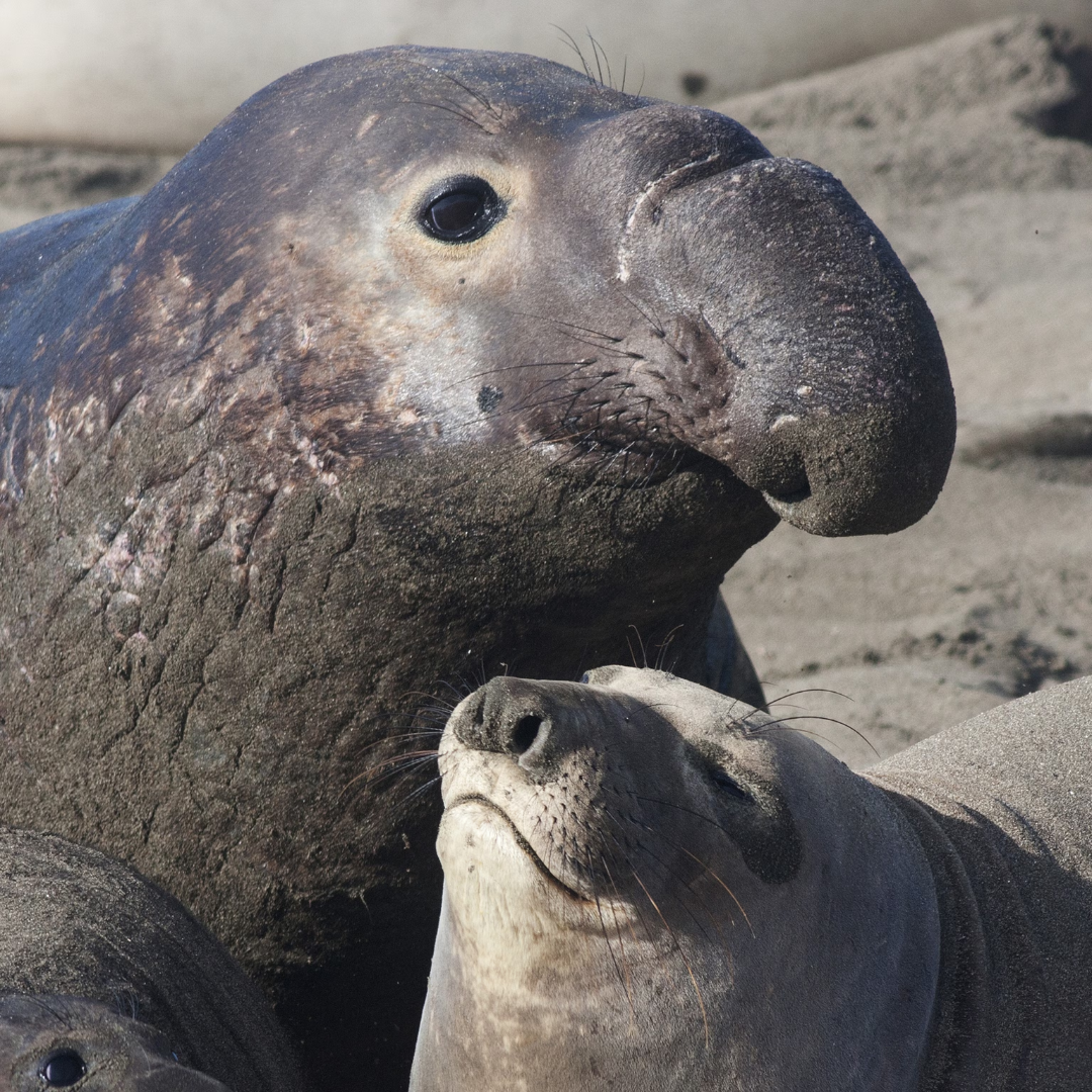 Elephant_Seal