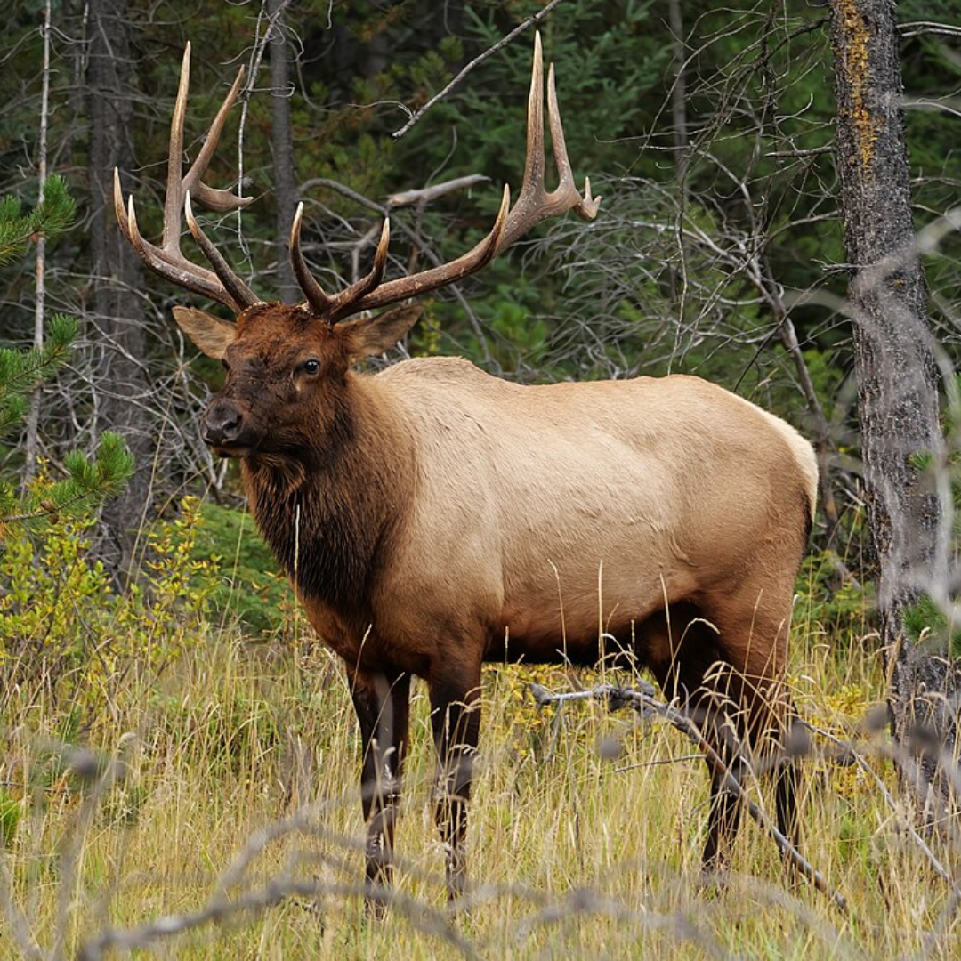 Elk