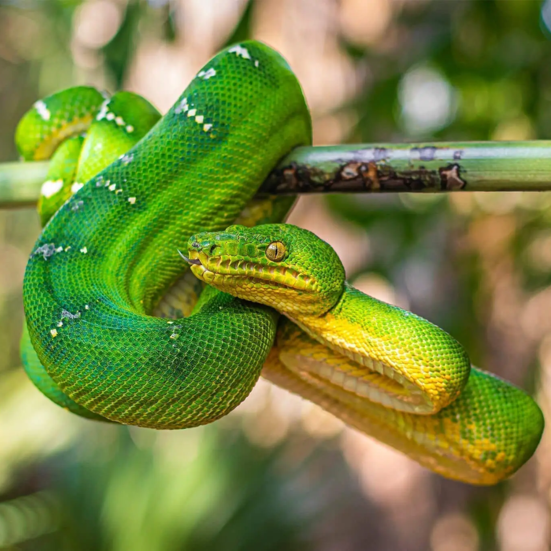 Emerald_Tree_Boa