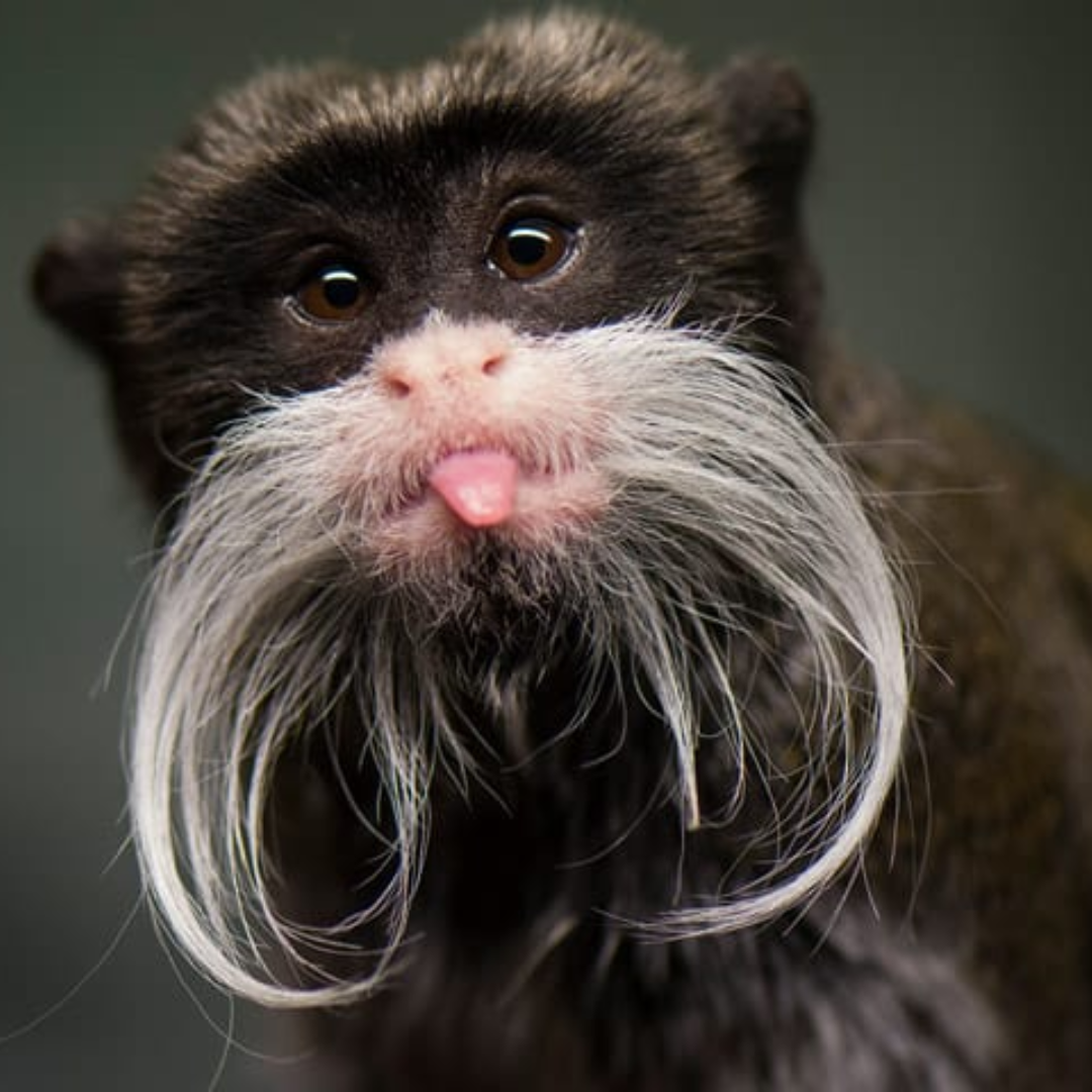 Emperor_Tamarin