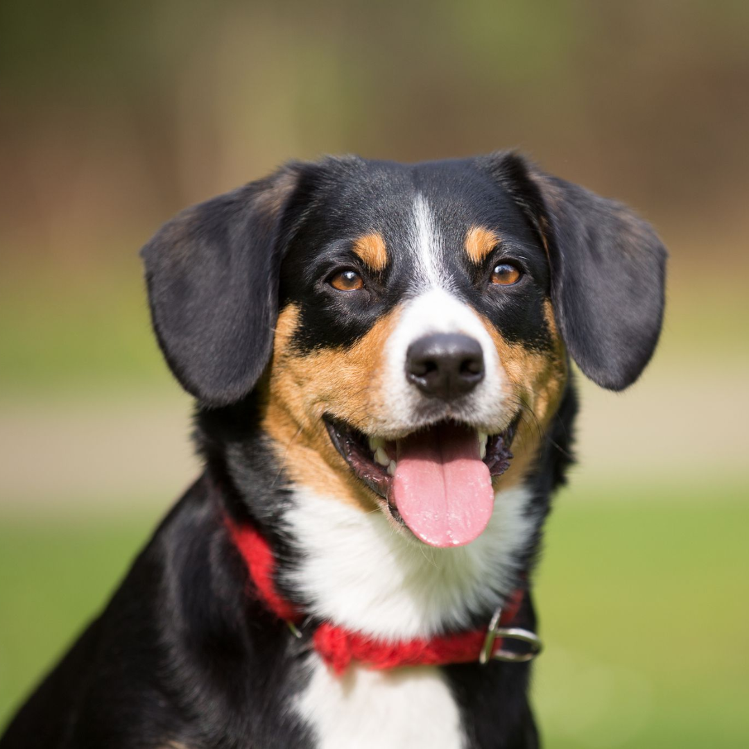 Entlebucher_Mountain_Dog