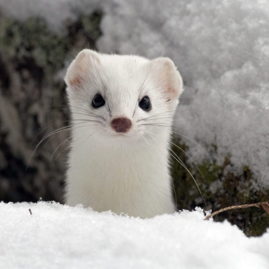 Ermine