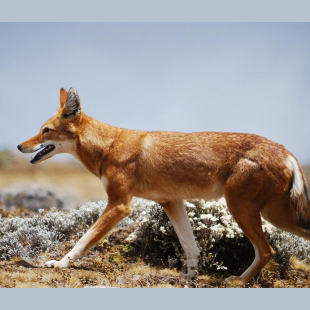 Ethiopian_Wolf