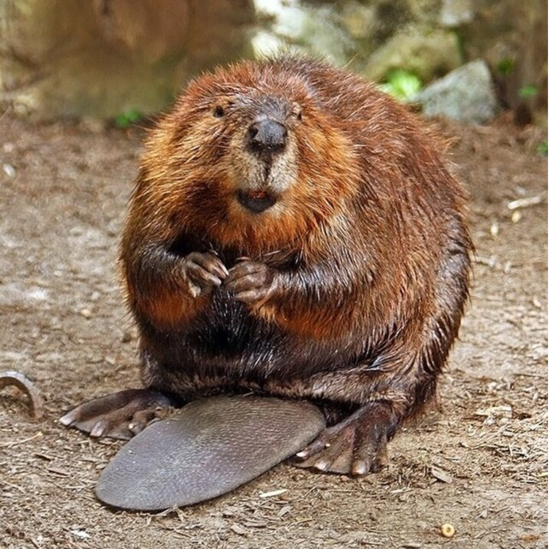 Eurasian_Beaver