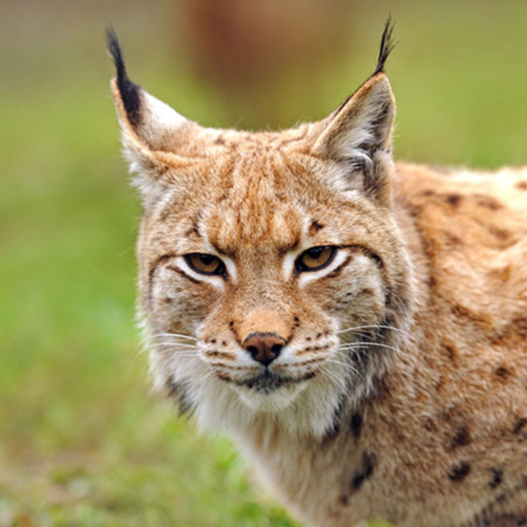 Eurasian_Lynx