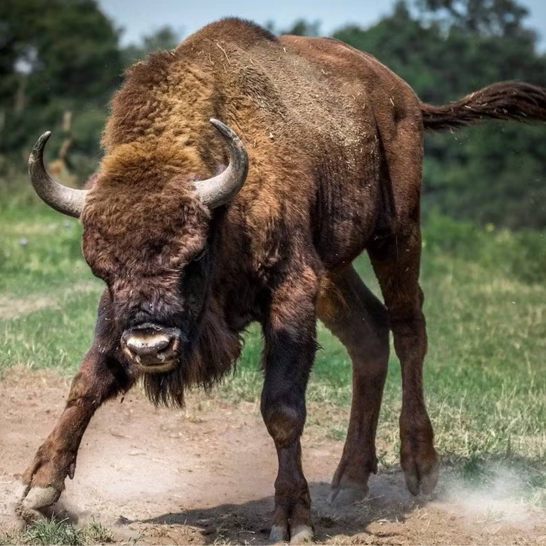 European_Bison