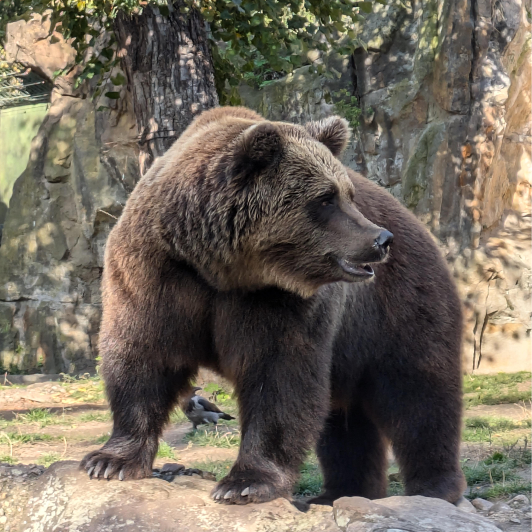 European_Brown_Bear