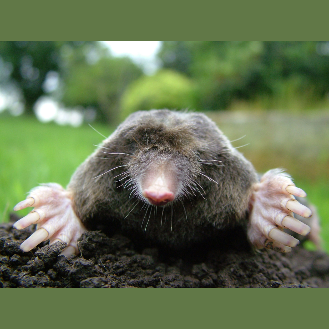 European_Mole