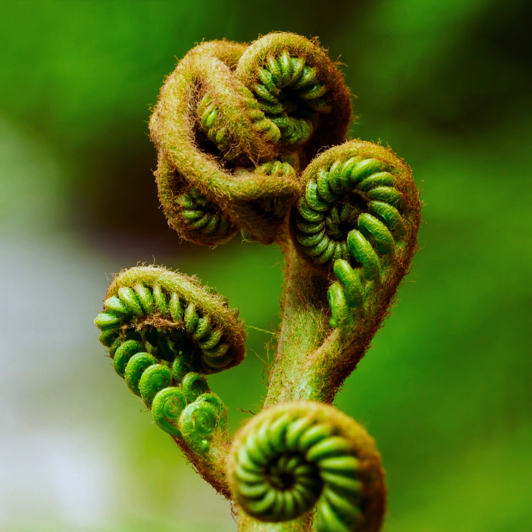 Fiddlehead_Ferns