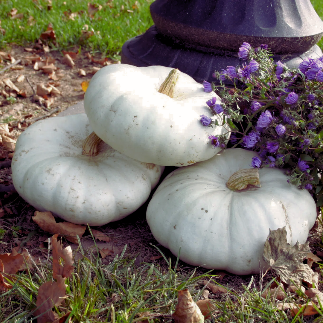 Flat_White_Boer_Pumpkin