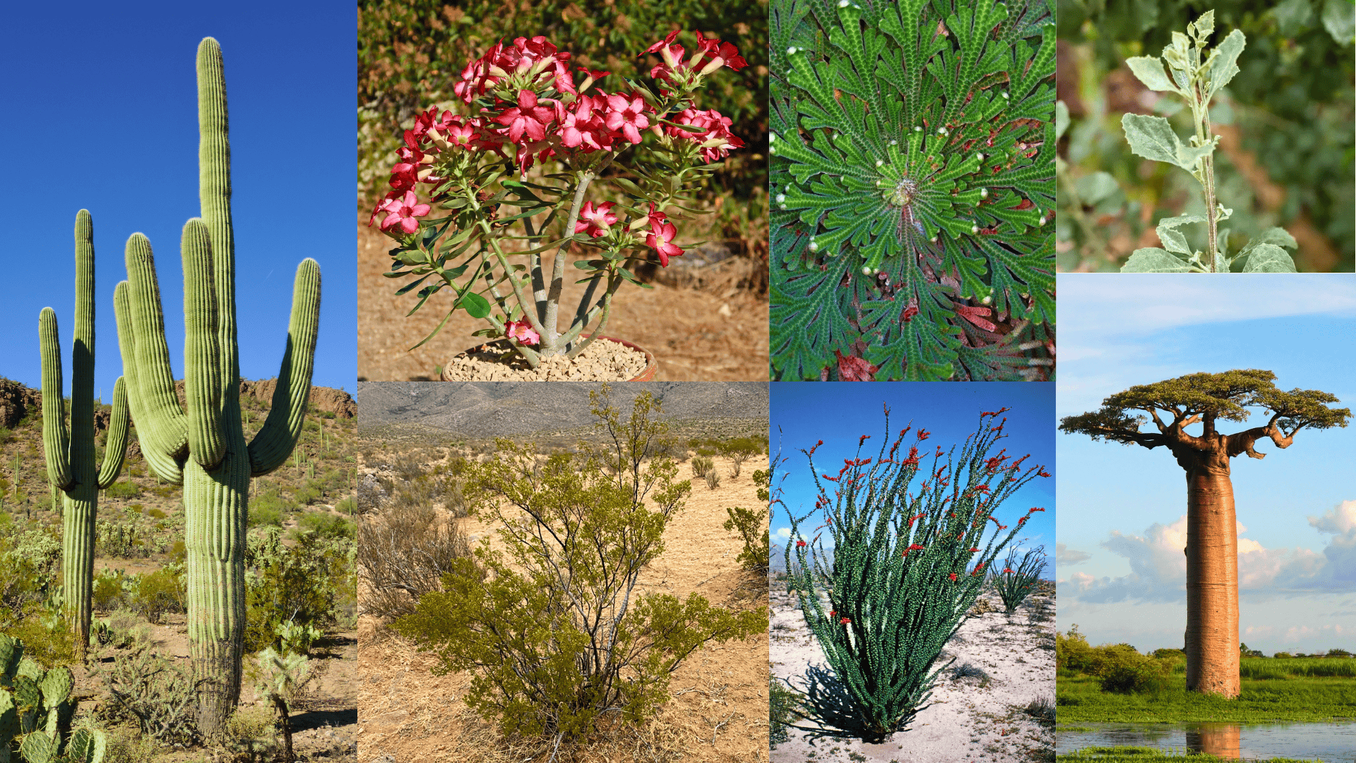 Incredible_Desert_Plants