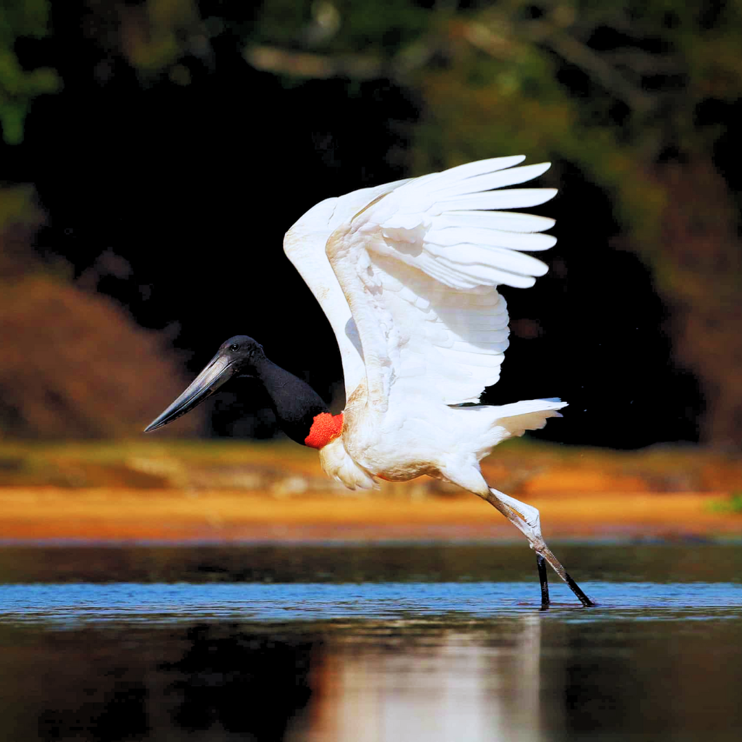 Jabiru