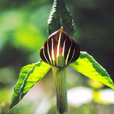 Jack-in-the-Pulpit