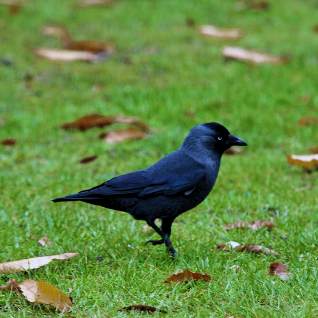 Jackdaw