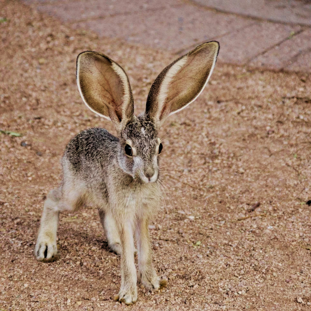 Jackrabbit