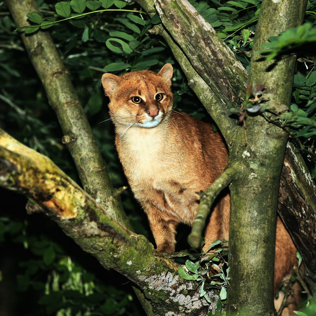 Jaguarundi_Cat