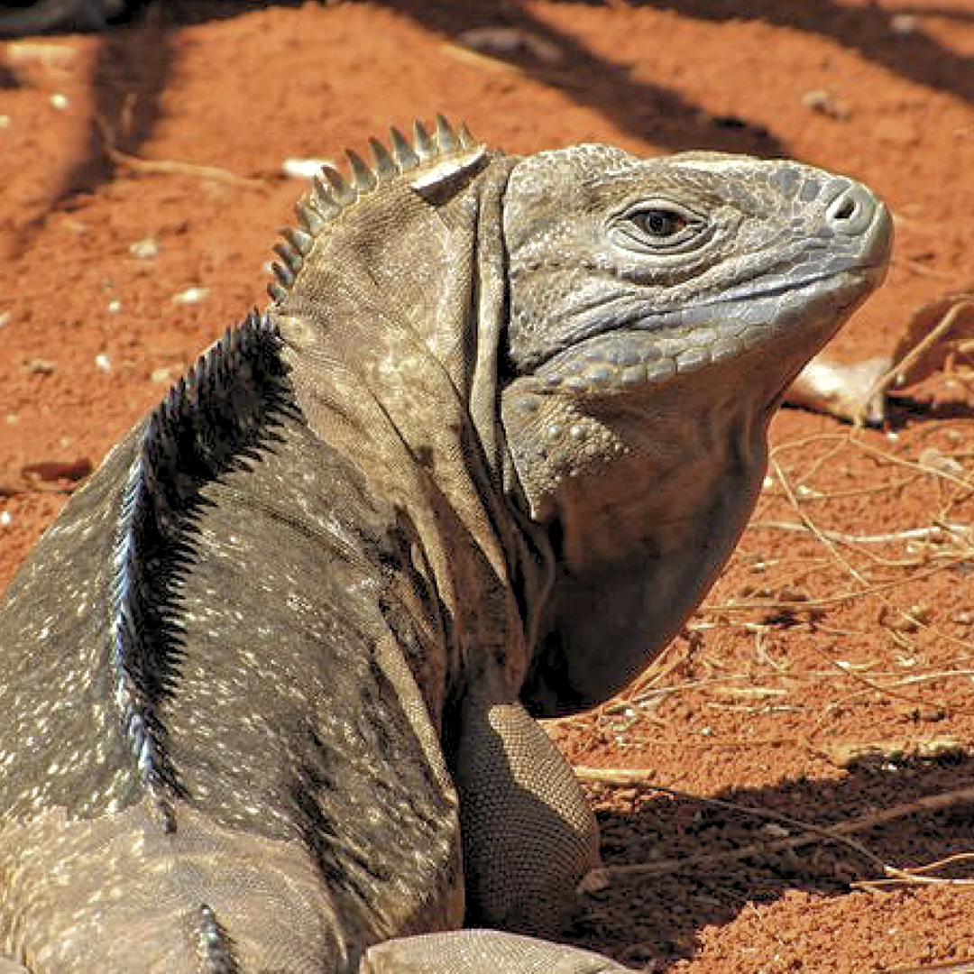 Jamaican_Iguana