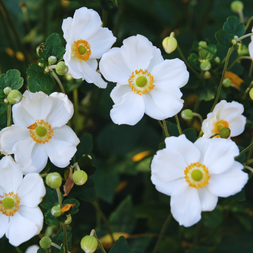 Japanese_Anemone