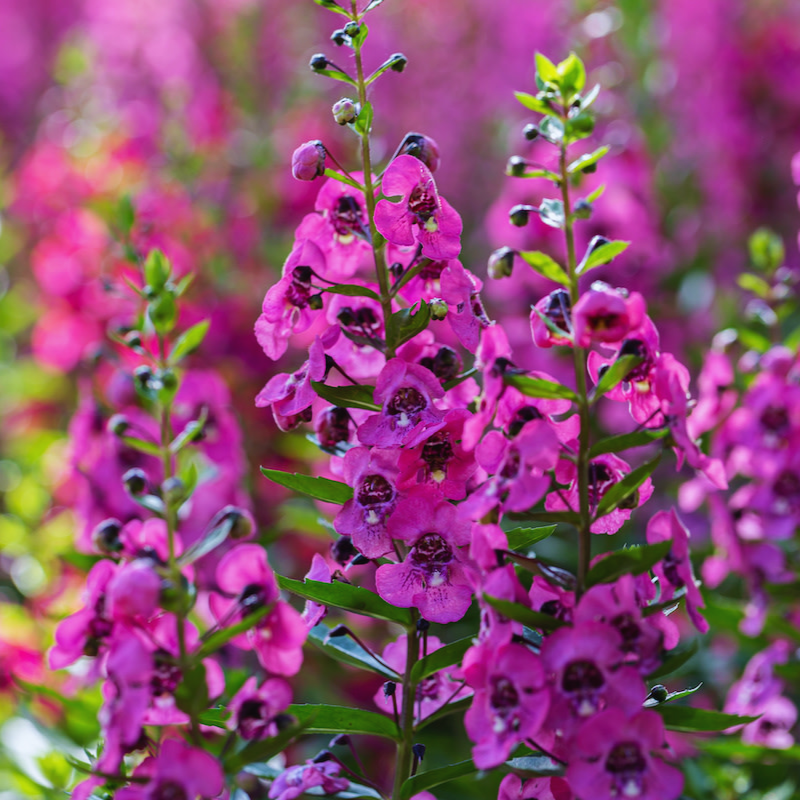 Japanese_Angelonia