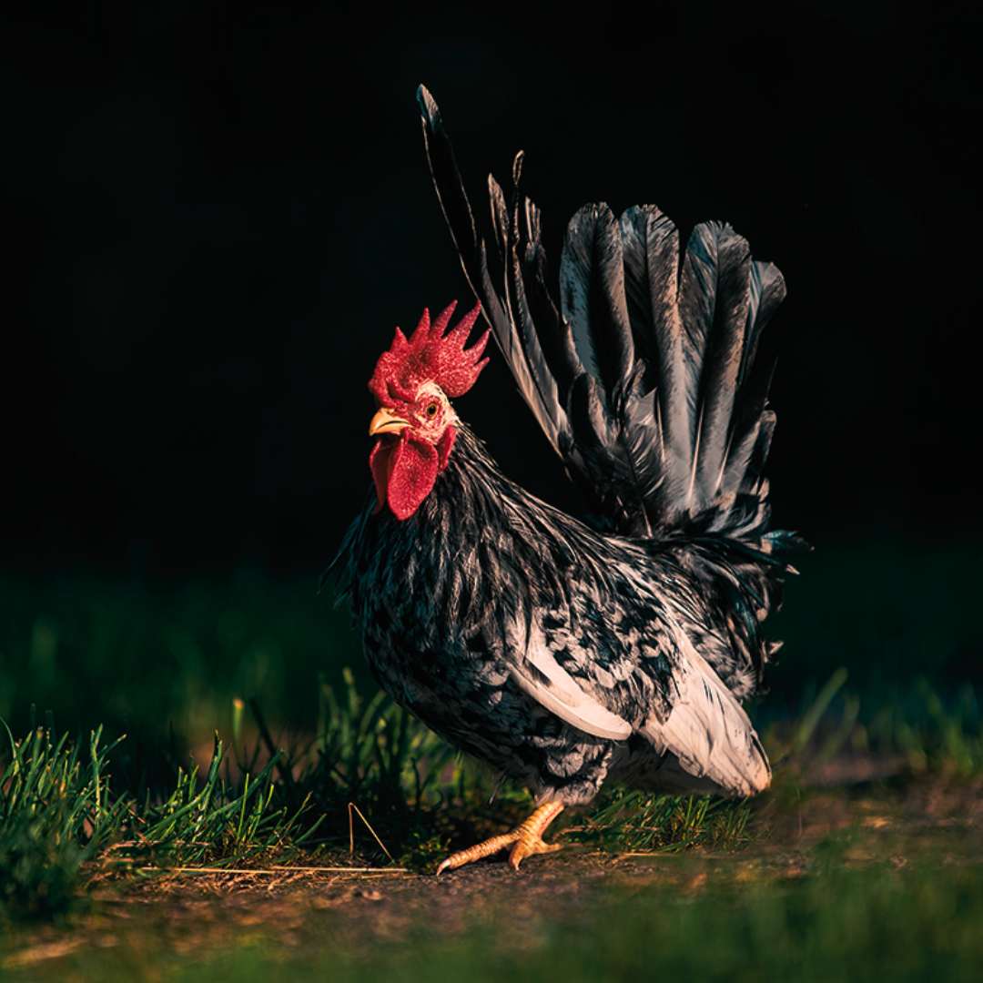 Japanese_Bantam_Chicken