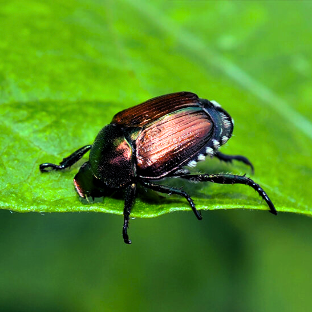 Japanese_Beetle