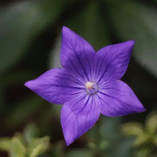 Japanese_Bellflower