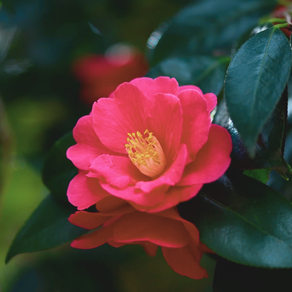 Japanese_Camellia