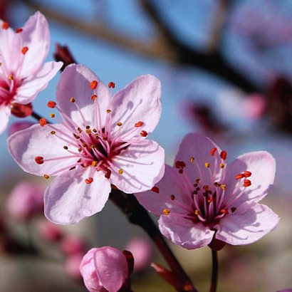 Japanese_Cherry_Blossom