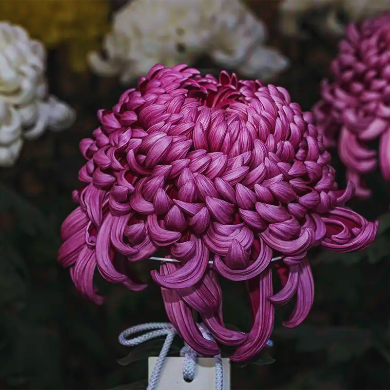 Japanese_Chrysanthemum