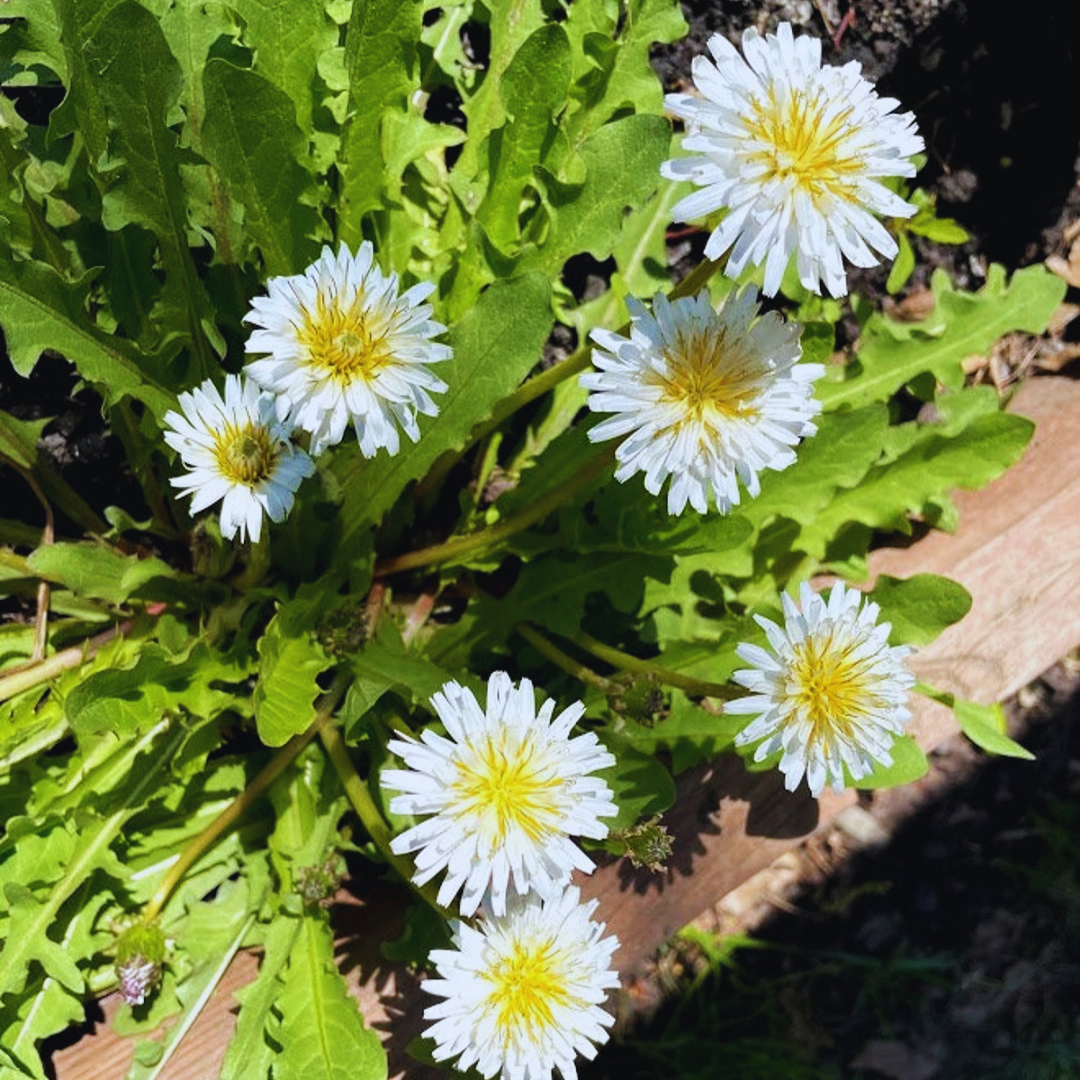 Japanese_Dandelion