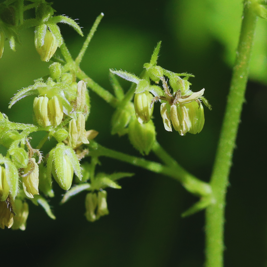 Japanese_Hops