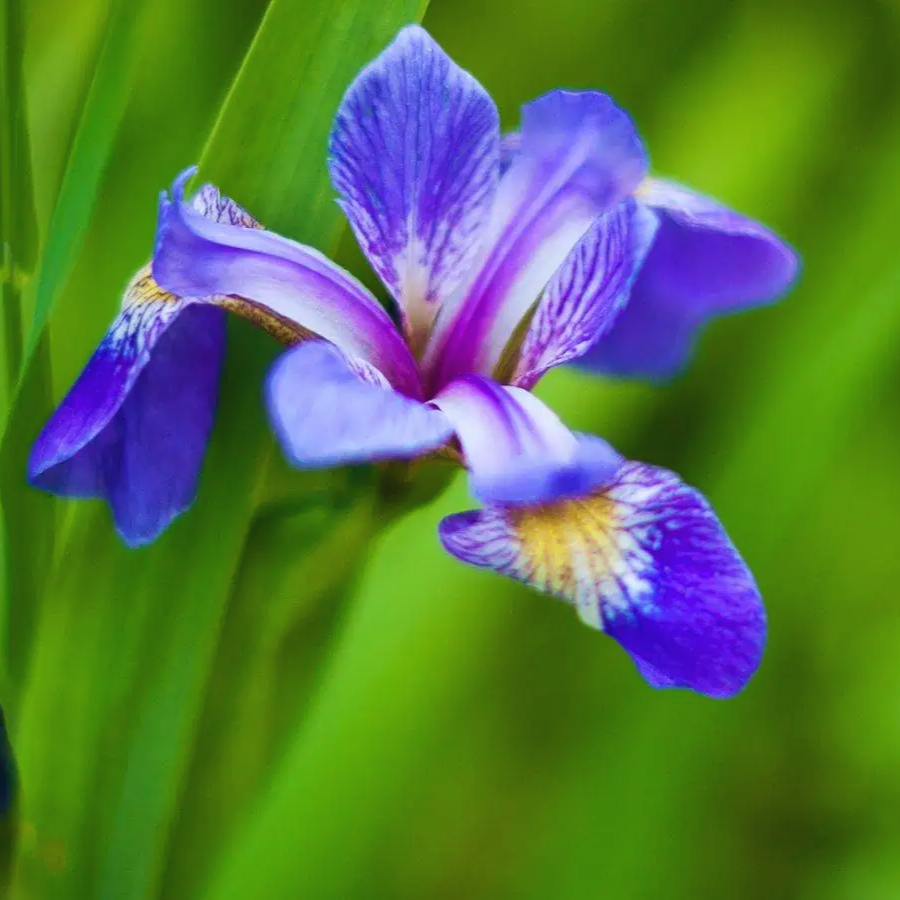 Japanese_Iris