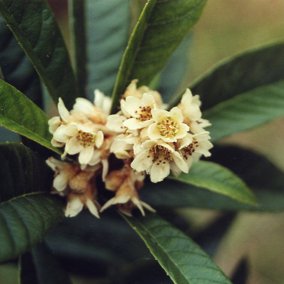 Japanese_Loquat