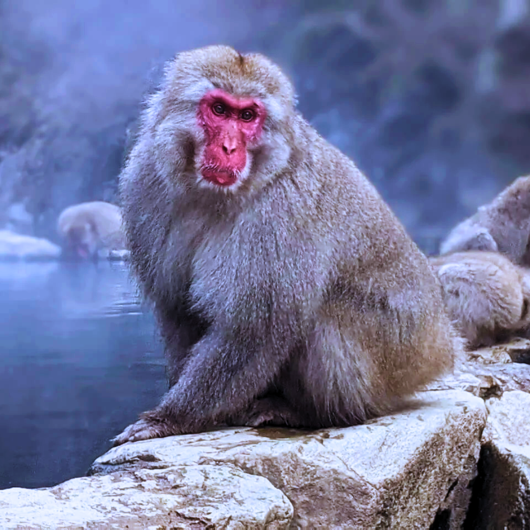 Japanese_Macaque