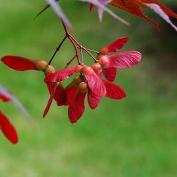 Japanese_Maple