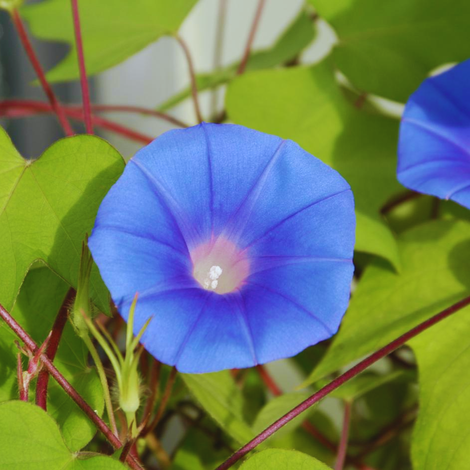 Japanese_Morning_Glory