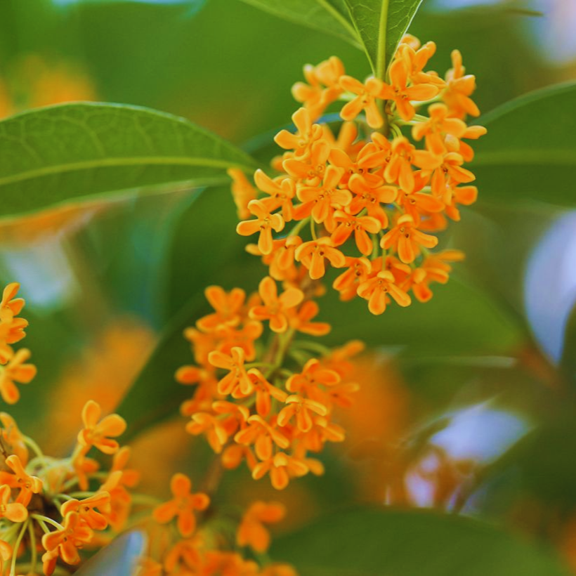 Japanese_Orange_Osmanthus