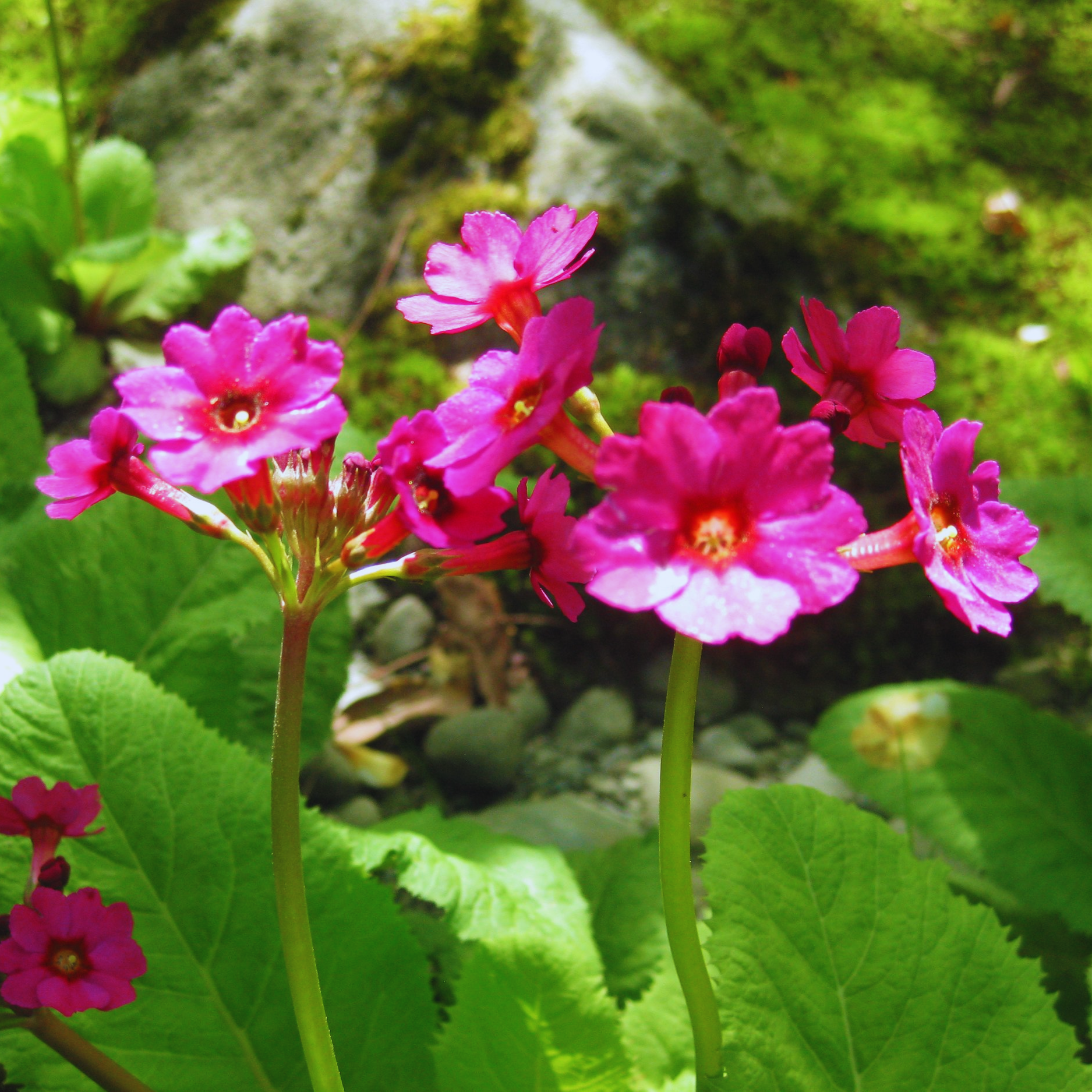 Japanese_Primrose