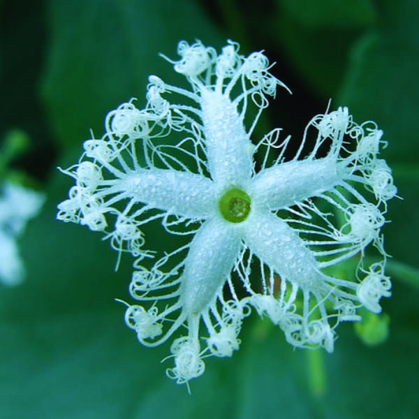 Japanese_Snake_Gourd